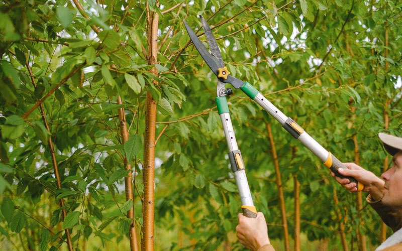 Tree trimming in Kanaranzi, MN